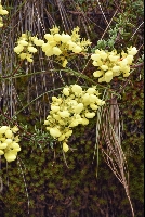 Calceolaria cajabambae