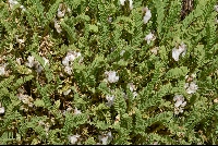 Astragalus brackenridgei