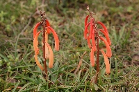 Kniphofia isoetifolia
