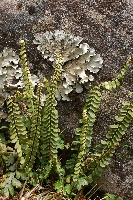 Asplenium monanthes