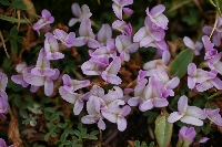 Trifolium acaule