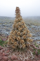 Carduus macracanthus