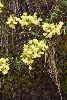 <em>Calceolaria cajabambae</em>