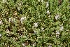 <em>Astragalus brackenridgei</em>