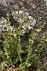 <em>Asplenium monanthes</em>
