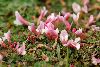 <em>Trifolium acaule</em>