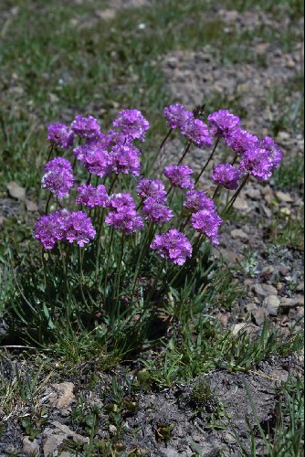 Armeria maritima subsp. alpina