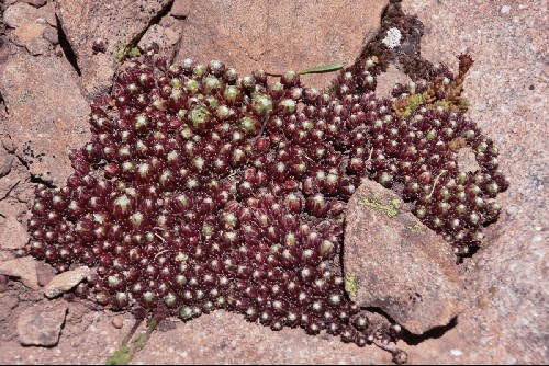 Sempervivum arachnoideum