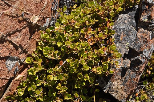 Myrsine Nummularia Alpine Garden Society