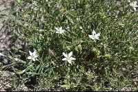 Spergularia fasciculata