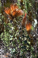 Chuquiraga rotundifolia