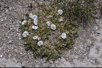 Astragalus minimus