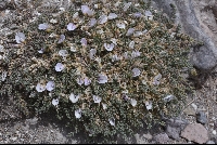 Astragalus minimus