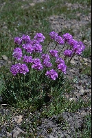 Armeria maritima subsp. alpina