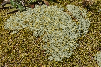 Raoulia australis & 'Coprosma petriei'