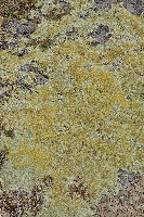 Raoulia australis