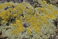 Raoulia australis