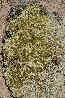Coprosma petriei & 'Raoulia australis'