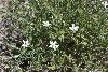 <em>Spergularia fasciculata</em>