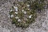 <em>Astragalus minimus</em>