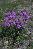 <em>Armeria maritima subsp. alpina</em>