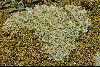 <em>Raoulia australis &</em> 'Coprosma petriei'