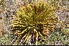 <em>Aciphylla aurea</em>