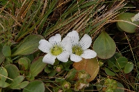 Swertia crassiuscula