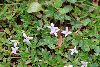 <em>Oldenlandia monanthos</em>