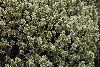 <em>Alchemilla argyrophylla</em>