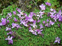 Trifolium acaule