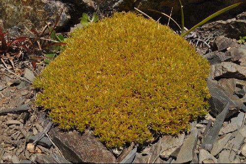 Scleranthus uniflorus