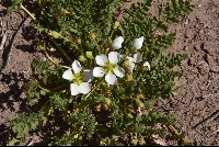 Hypseocharis pedicularifolia