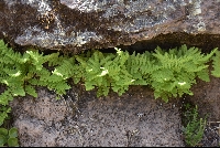 Woodsia montevidensis