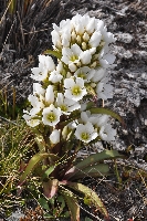 Gentianella corymbifera subsp. corymbifera