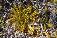 Aciphylla monroi