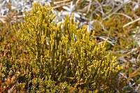 Hebe lycopodioides