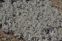 Celmisia angustifolia