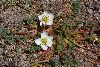 <em>Hypseocharis pedicularifolia</em>