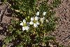 <em>Hypseocharis pedicularifolia</em>
