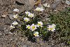 <em>Leucanthemopsis alpina subsp. minima</em>