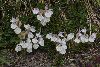 <em>Scutellaria alpina</em>