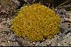 <em>Scleranthus uniflorus</em>