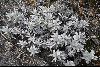 <em>Celmisia angustifolia</em>