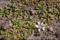 Werneria aretioides