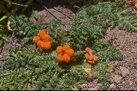 Caiophora rosulata