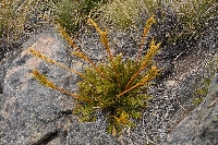 Aciphylla montana