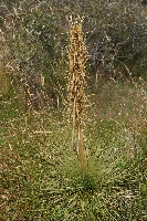 Aciphylla subflabellata