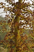 Aciphylla scott-thomsonii