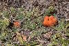 <em>Caiophora rosulata</em>
